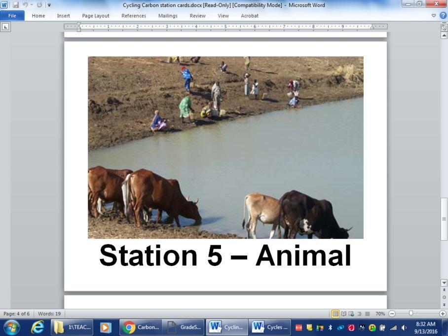 Animals — cows at a watering hole