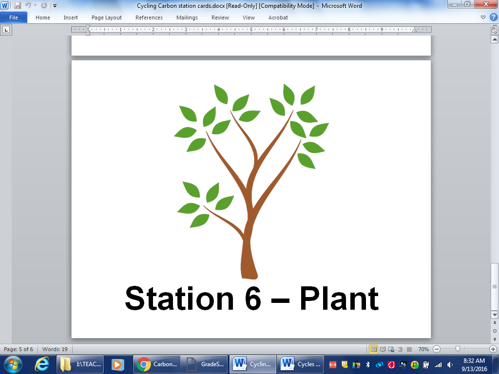 Plant — tree illustration