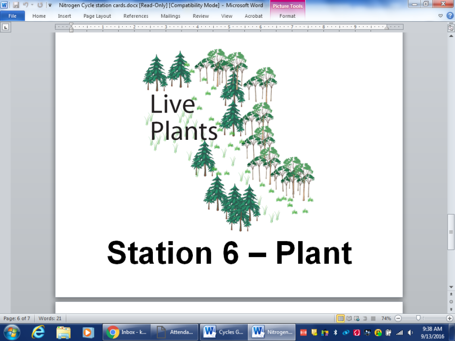 Plants — trees and forest